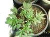 12-2-12 veg room 6 qrazy train.jpg