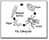 fungus gnat.jpg