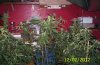 flower room 002.jpg