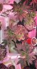 overgrown-chtw.jpg overgrown-chtw.jpg