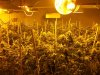 Scrog.jpg