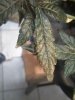 DSC_0174.jpg