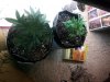 20121203_002929.jpg
