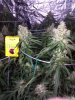 gcgrow1_cleaned.jpg gcgrow1_cleaned.jpg