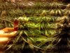 gcgrow2_cleaned.jpg gcgrow2_cleaned.jpg