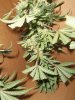 Harvest2.jpg