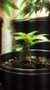 2012-11-27_08-42-52_962.jpg