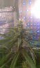 IMAG0125.jpg