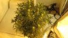 auto somango week three flower 001.jpg