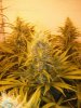 flower day forty sixx 004.jpg