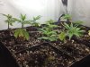 clones 3.jpg clones 3.jpg