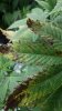 plant pic 3.jpg