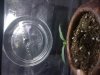 ceramic 3rd set sprouting.jpg