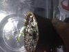 jiffy 2nd set of leaves.jpg