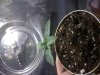 tin can 3rd set sprouted.jpg