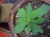 brown ceramic pot flatbush topdown SMALL.JPG