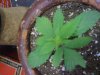 brown ceramic pot flatbush topdown.jpg