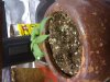 brown ceramic spawn.JPG