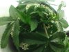 weird plant 2.jpg