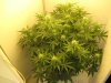 auto somango 42 days from seed 001.jpg auto somango 42 days from seed 001.jpg