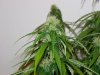 shortrider8decsidebud.JPG