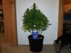 shortrider8decplant.JPG