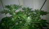 beautiful plant.jpg