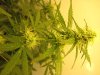 auto somango 42 days from seed 012.jpg