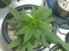 unknown bag seed.jpg