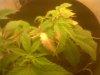 IMG00172-20121210-1702.jpg