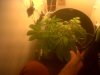 IMG00174-20121210-1703.jpg