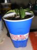 SEED1pic3NOV19_zpsa481535d.jpg