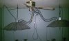 IMAG0009.jpg
