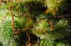 Flower 0812 iv - Trichs A.jpg Flower 0812 iv - Trichs A.jpg