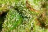 Flower 0812 iii - Trichs B.jpg Flower 0812 iii - Trichs B.jpg