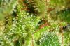 Flower 0812 iii - Trichs C.jpg Flower 0812 iii - Trichs C.jpg