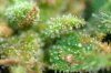 Flower 0812 ii - Trichs A.jpg Flower 0812 ii - Trichs A.jpg