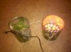 IMG_20110309_024436.jpg