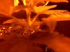 downsized_1213020026.jpg