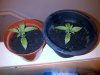 IMG-20121213-00106.jpg