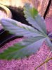 Plant pblms1.jpg