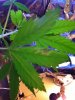 Plant pblms2.jpg