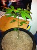 Purple Sativa.jpg