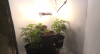 plants.png