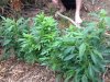 Planties.jpg