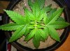 Indica1top.jpg