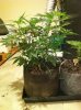 grows 001.jpg grows 001.jpg
