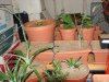 DSC02529.jpg