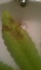 IMAG0038.jpg