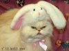 Nice_Kitty_zpsb2e8fa2c.jpg